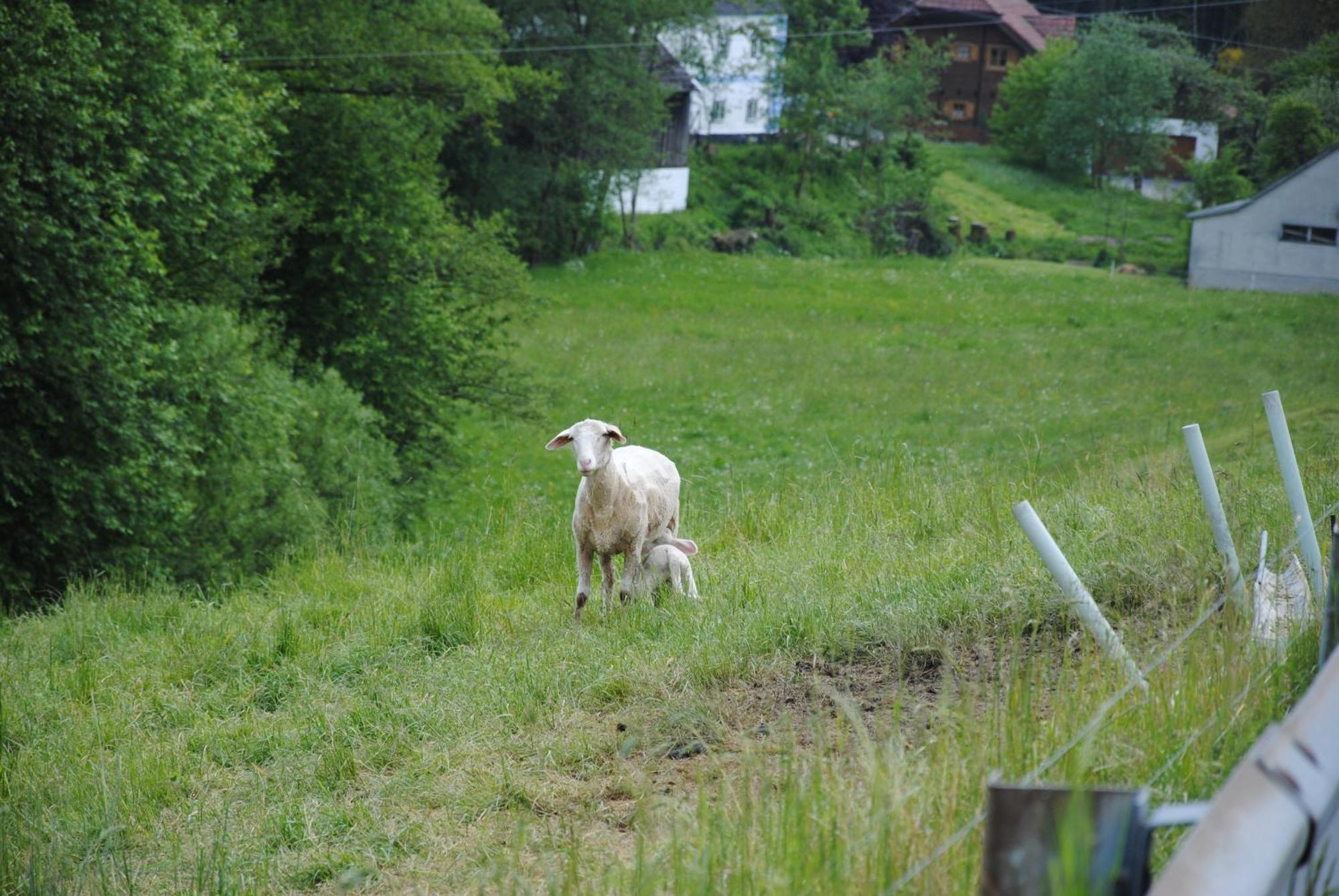 Landgasthof Seyrlberg Reichenau im Mühlkreis Esterno foto